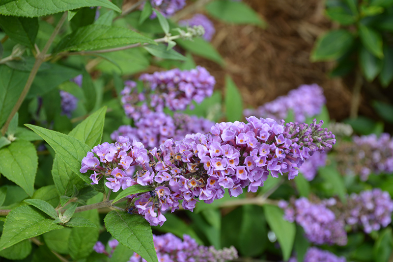 Lo & Behold Blue Chip Butterfly Bush (Buddleia 'Blue Chip') at Hicks Nurseries