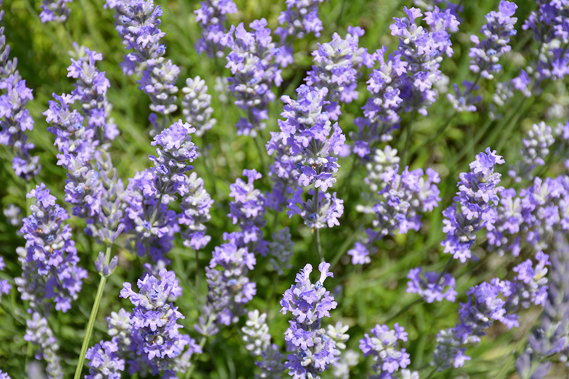 Blue Cushion Lavender (Lavandula angustifolia 'Blue Cushion') at Hicks Nurseries