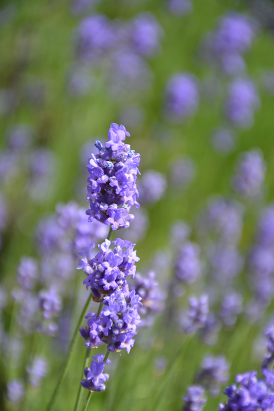 Hidcote Blue Lavender (Lavandula angustifolia 'Hidcote Blue') at Hicks Nurseries