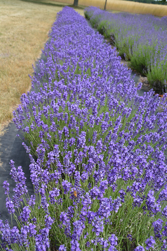 Hidcote Lavender (Lavandula angustifolia 'Hidcote') at Hicks Nurseries