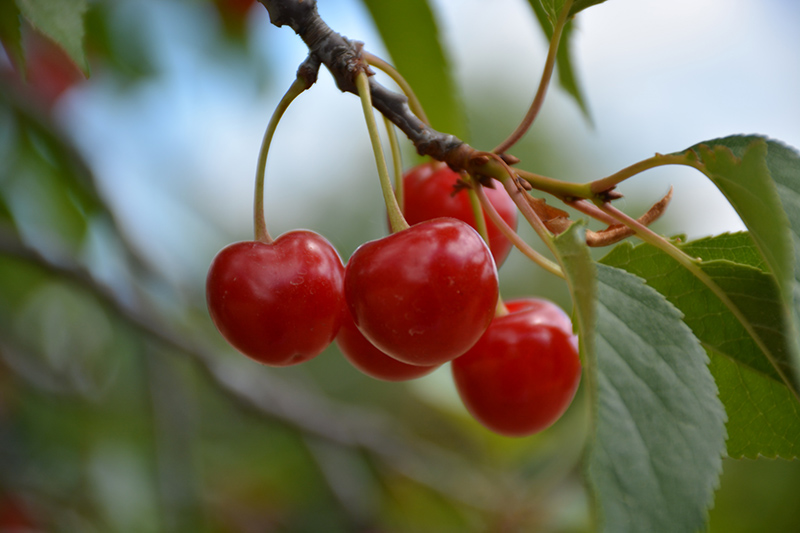 Montmorency Cherry (Prunus 'Montmorency') at Hicks Nurseries