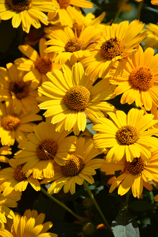 Tuscan Sun False Sunflower (Heliopsis helianthoides 'Tuscan Sun') at Hicks Nurseries