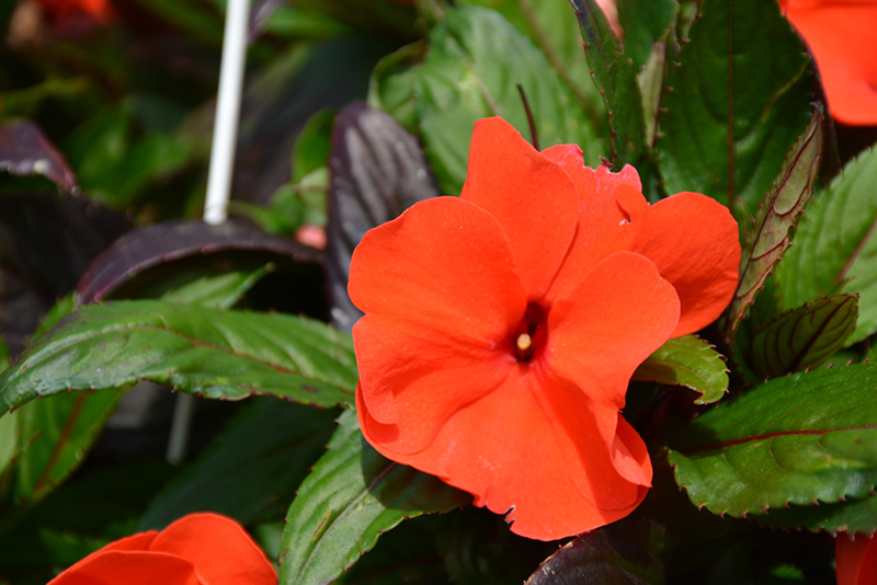 Pure Beauty Bright Orange New Guinea Impatiens (Impatiens 'Pure Beauty Bright Orange') at Hicks Nurseries