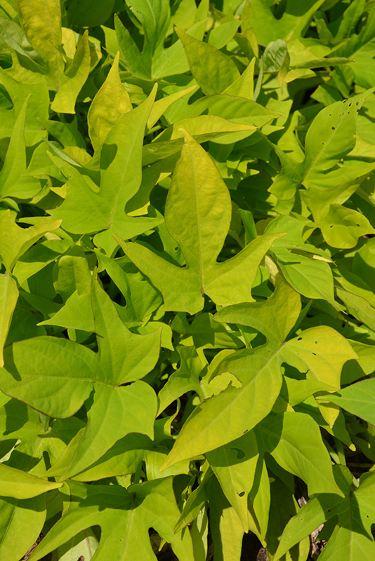 Sweet Georgia Light Green Sweet Potato Vine (Ipomoea batatas 'Sweet Georgia Light Green') at Hicks Nurseries