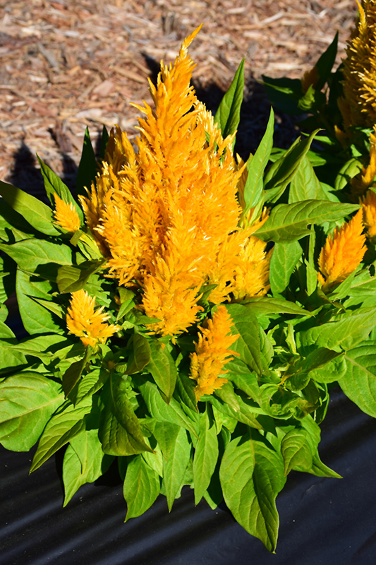 First Flame Yellow Celosia (Celosia 'First Flame Yellow') at Hicks Nurseries