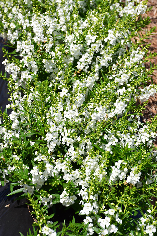 Sungelonia White Angelonia (Angelonia angustifolia 'Sungelonia White') at Hicks Nurseries