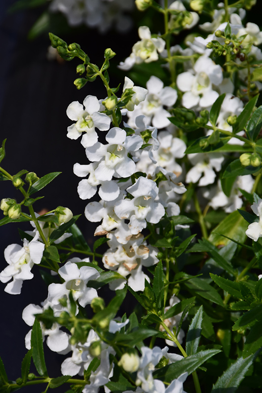 AngelMist Spreading White Angelonia (Angelonia angustifolia 'Balangspri') at Hicks Nurseries