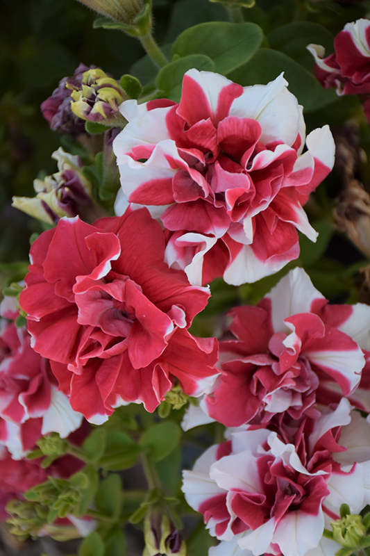 Madness Red and White Double Petunia (Petunia 'Madness Red and White Double') at Hicks Nurseries