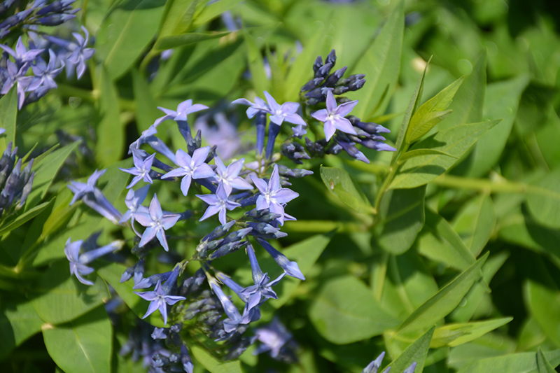 Blue Ice Star Flower (Amsonia tabernaemontana 'Blue Ice') at Hicks Nurseries