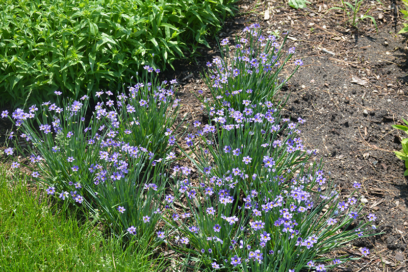 Lucerne Blue-Eyed Grass (Sisyrinchium angustifolium 'Lucerne') at Hicks Nurseries