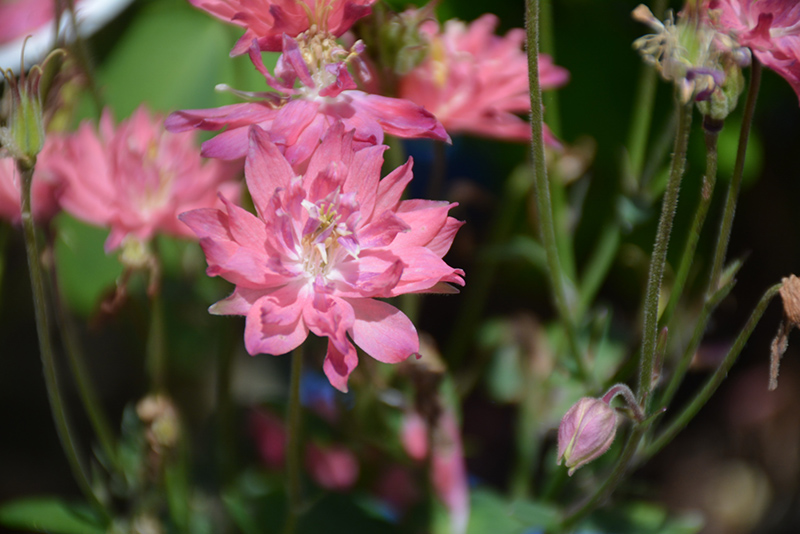 Clematis-Flowered Columbine (Aquilegia vulgaris 'Clementine Salmon Rose') at Hicks Nurseries