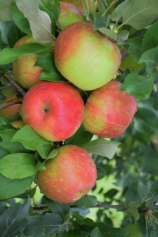 Honeycrisp Apple (Malus 'Honeycrisp') at Hicks Nurseries