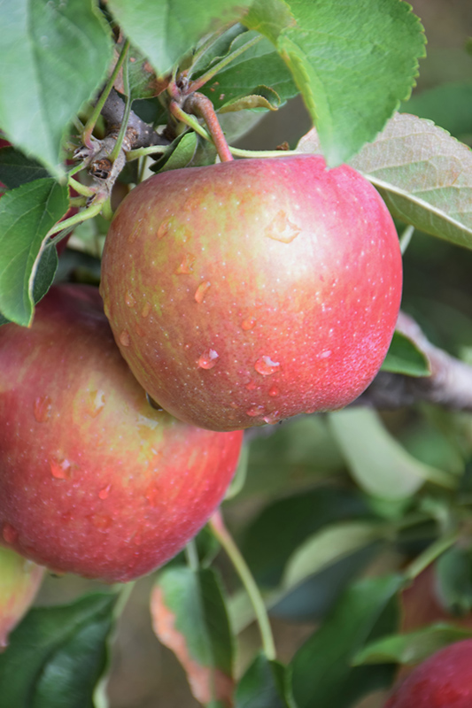 Red Delicious Apple (Malus 'Red Delicious') at Hicks Nurseries