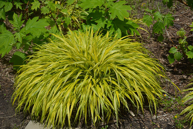Golden Variegated Hakone Grass (Hakonechloa macra 'Aureola') at Hicks Nurseries