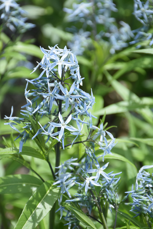 Narrow-Leaf Blue Star (Amsonia hubrichtii) at Hicks Nurseries