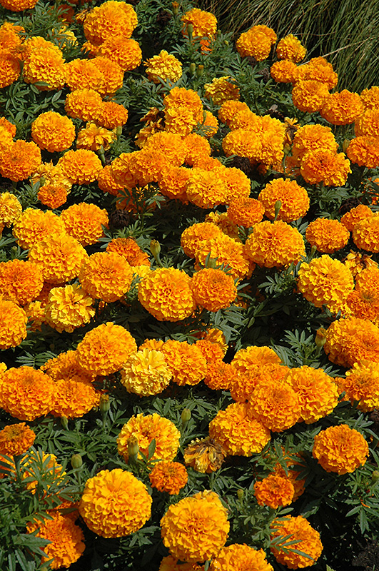 Taishan Orange Marigold (Tagetes erecta 'Taishan Orange') at Hicks Nurseries