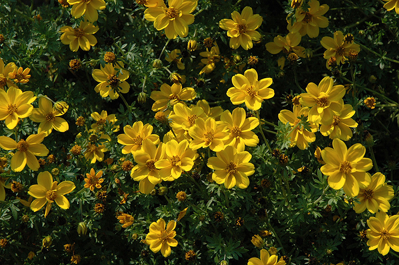Yellow Sunshine Bidens (Bidens ferulifolia 'Yellow Sunshine') at Hicks Nurseries
