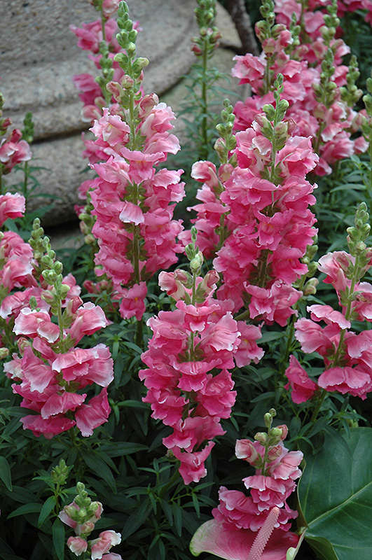 Liberty Classic Rose Pink Snapdragon (Antirrhinum majus 'Liberty Classic Rose Pink') at Hicks Nurseries