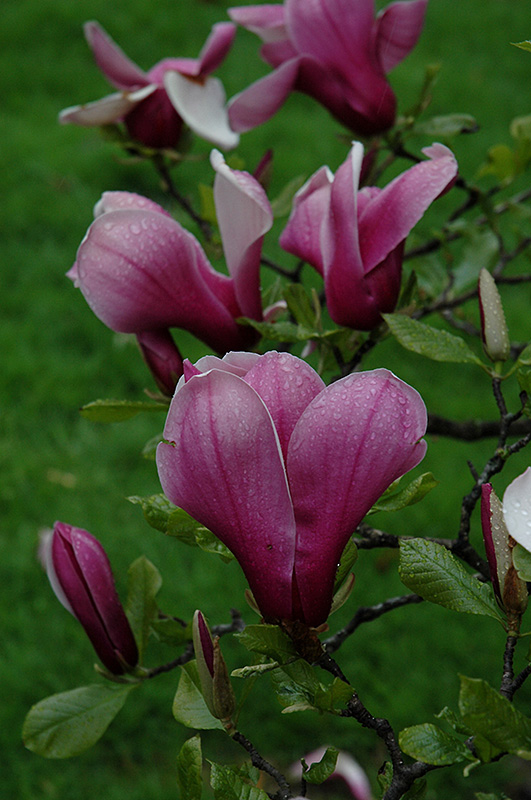 Marillyn Magnolia (Magnolia 'Marillyn') at Hicks Nurseries