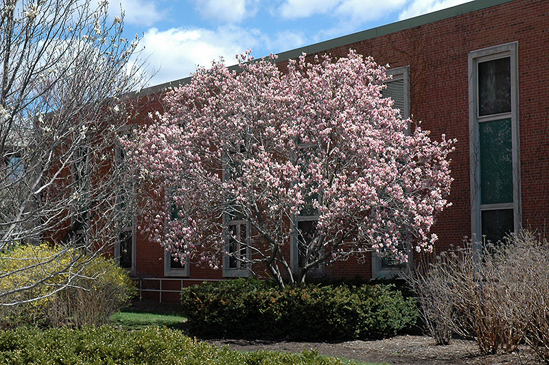 Saucer Magnolia (Magnolia x soulangeana) at Hicks Nurseries