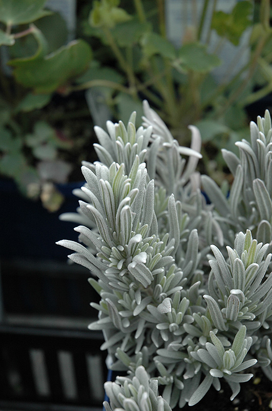 Silver Mist Lavender (Lavandula angustifolia 'Silver Mist') at Hicks Nurseries