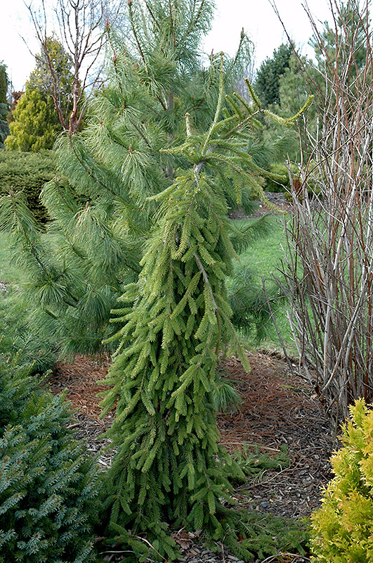 Frohburg Norway Spruce (Picea abies 'Frohburg') at Hicks Nurseries