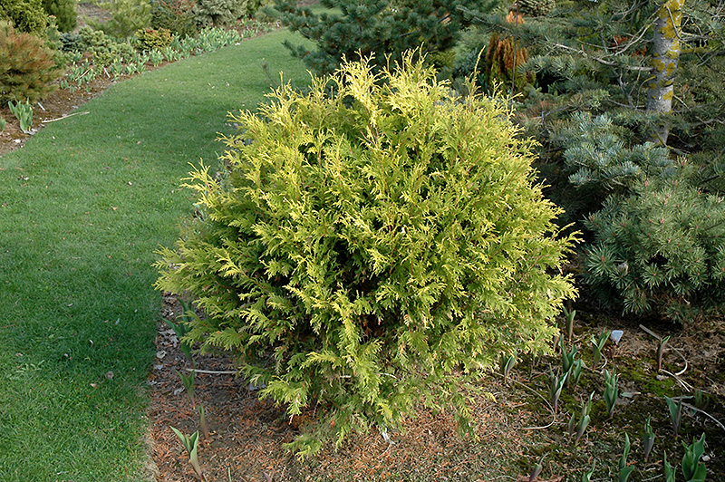 Golden Globe Arborvitae (Thuja occidentalis 'Golden Globe') at Hicks Nurseries