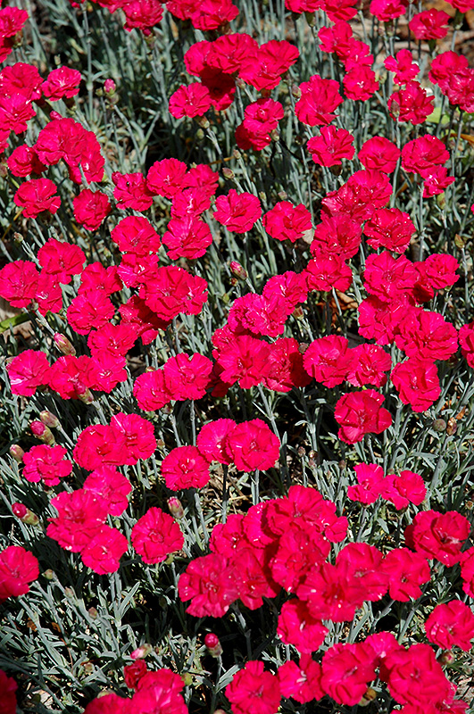Frosty Fire Pinks (Dianthus 'Frosty Fire') at Hicks Nurseries