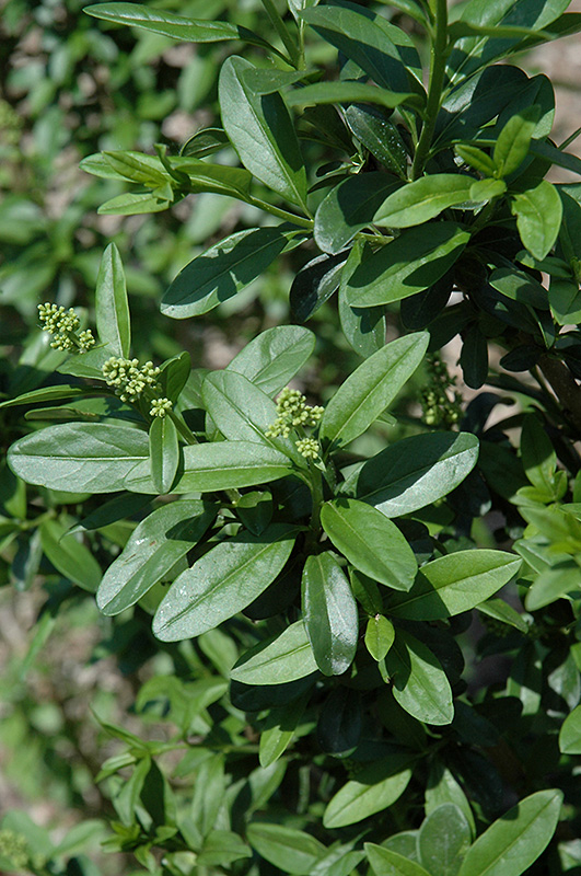 California Privet (Ligustrum ovalifolium) in Long Island Westbury