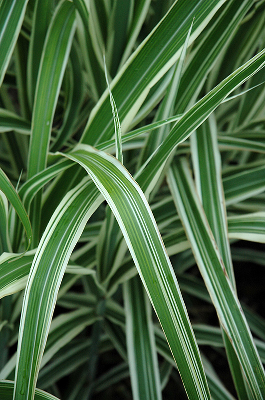 Cosmopolitan Maiden Grass (Miscanthus sinensis 'Cosmopolitan') at Hicks Nurseries