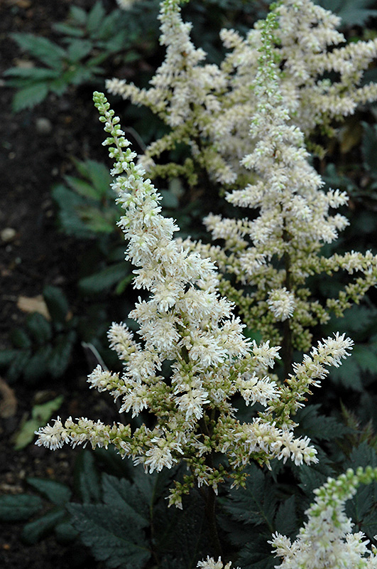 Visions in White Chinese Astilbe (Astilbe chinensis 'Visions in White') at Hicks Nurseries
