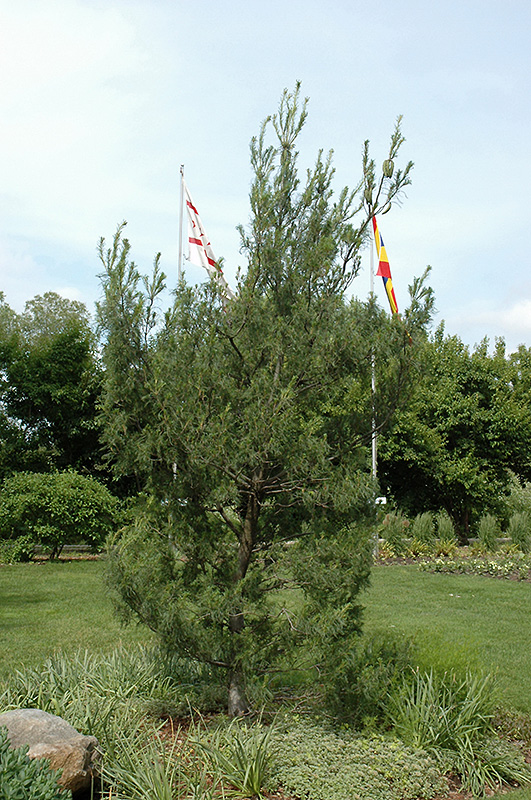 Twisted White Pine (Pinus strobus 'Contorta') at Hicks Nurseries