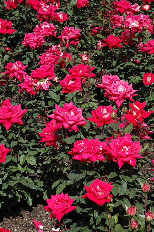 Love Rose (Rosa 'Love') at Hicks Nurseries