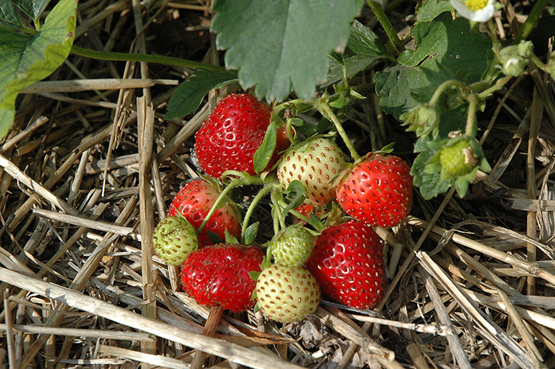 Everbearing Strawberry (Fragaria 'Everbearing') at Hicks Nurseries