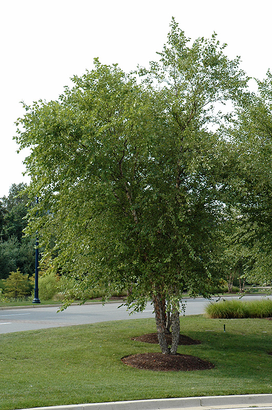 River Birch (clump) (Betula nigra '(clump)') at Hicks Nurseries