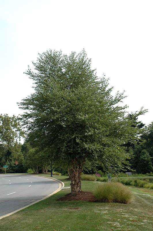 Dura Heat River Birch (clump) (Betula nigra 'Dura Heat (clump)') at Hicks Nurseries