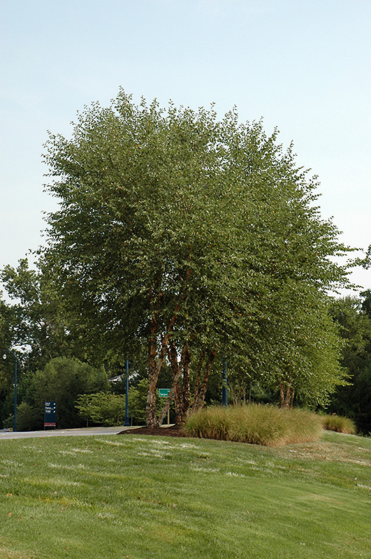 Heritage River Birch (clump) (Betula nigra 'Heritage (clump)') at Hicks Nurseries