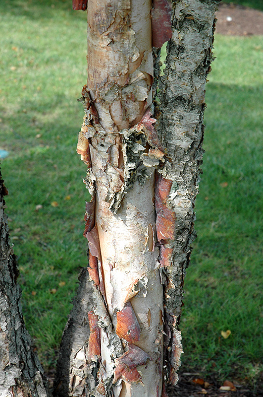 Heritage River Birch (clump) (Betula nigra 'Heritage (clump)') at Hicks Nurseries
