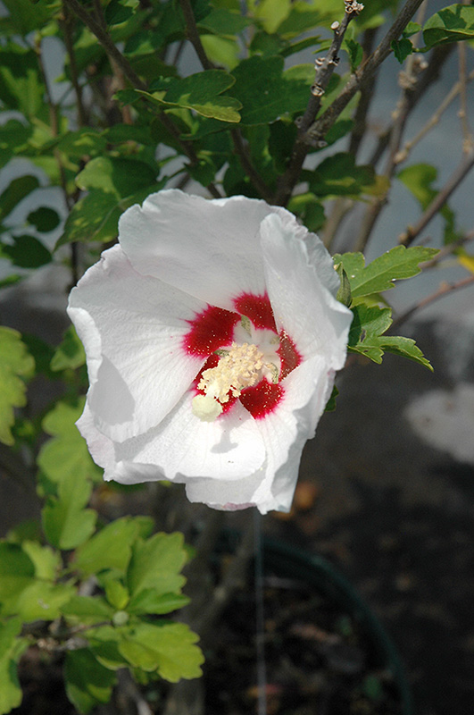 Red Heart Rose Of Sharon (Hibiscus syriacus 'Red Heart') at Hicks Nurseries