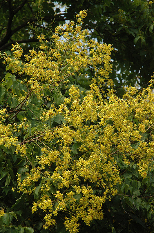 Golden Rain Tree (Koelreuteria paniculata) at Hicks Nurseries