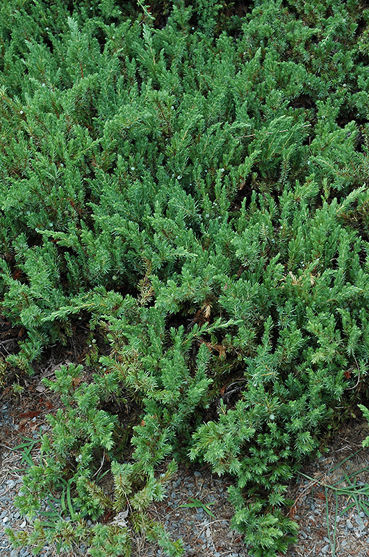 Shore Juniper (Juniperus conferta) at Hicks Nurseries