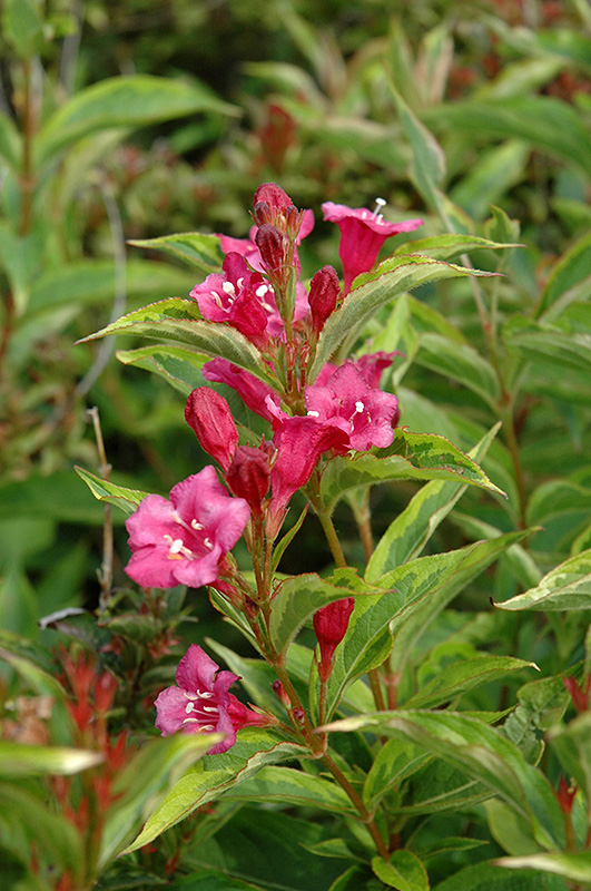 French Lace Weigela (Weigela florida 'French Lace') at Hicks Nurseries