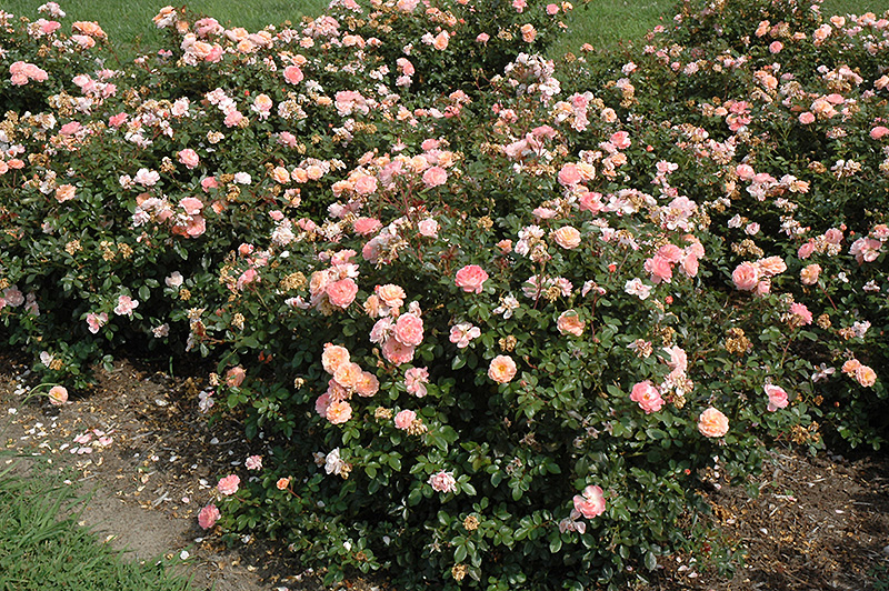 Apricot Drift Rose (Rosa 'Meimirrote') at Hicks Nurseries