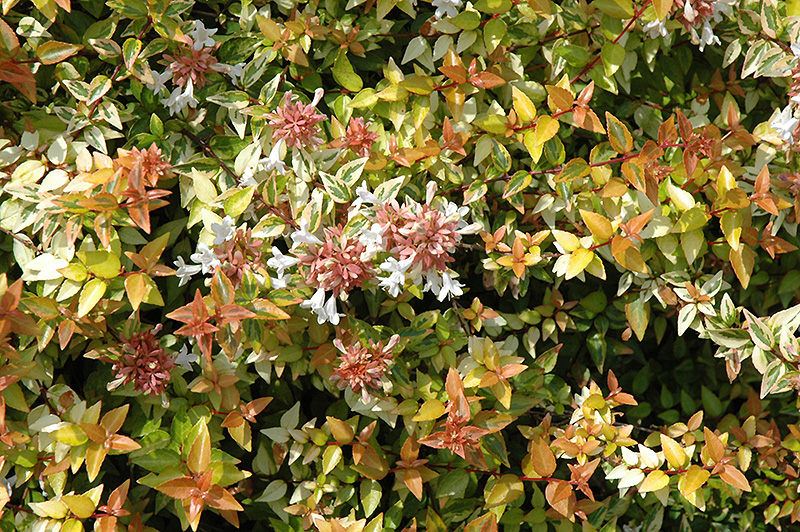 Kaleidoscope Abelia (Abelia x grandiflora 'Kaleidoscope') at Hicks Nurseries