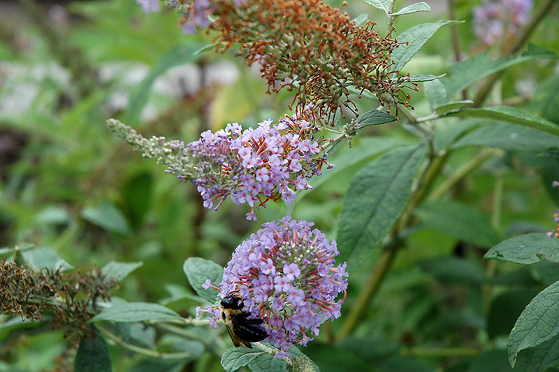 Lochinch Butterfly Bush (Buddleia 'Lochinch') at Hicks Nurseries