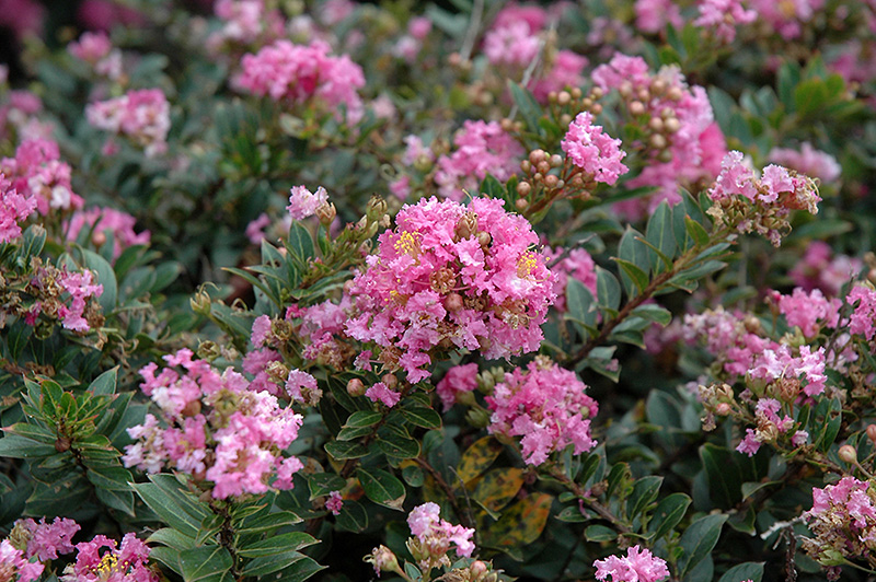 Dazzle Me Pink Crapemyrtle (Lagerstroemia indica 'Gamad V') at Hicks Nurseries