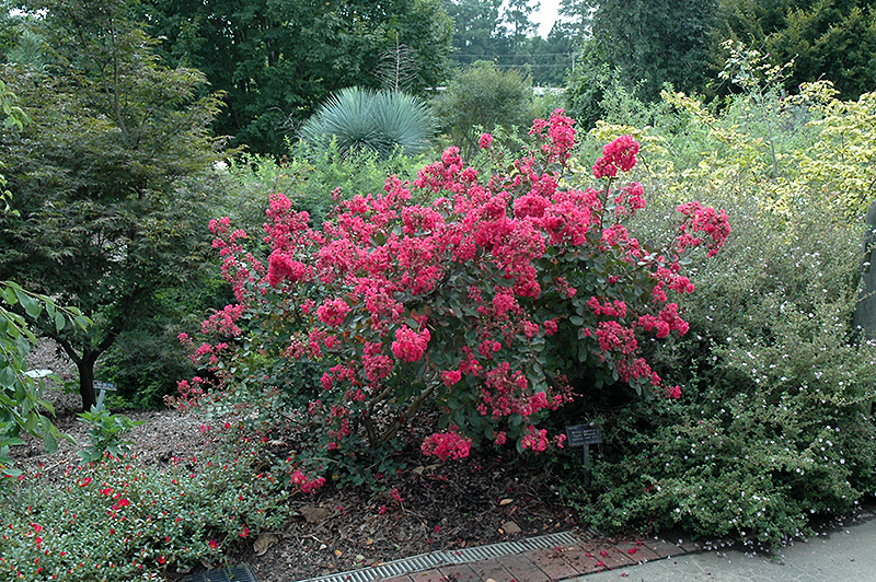 Red Filli Crapemyrtle (Lagerstroemia indica 'Red Filli') at Hicks Nurseries