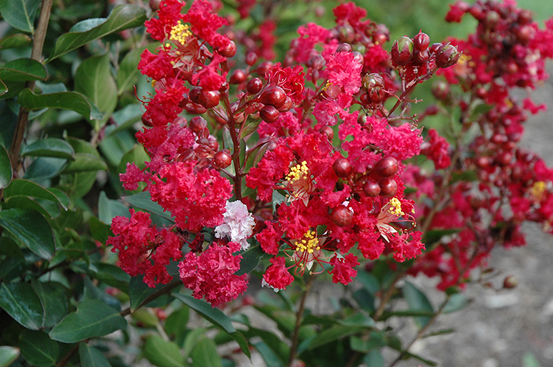 Red Rooster Crapemyrtle (Lagerstroemia indica 'PIILAG III') at Hicks Nurseries