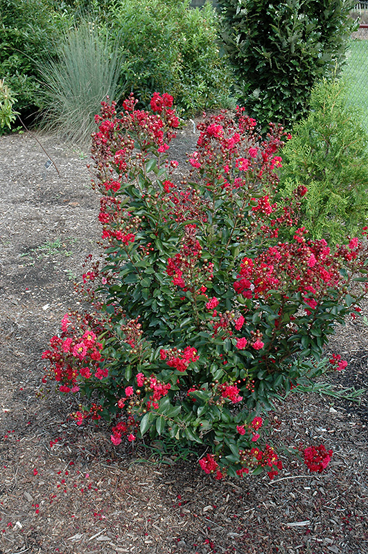 Red Rooster Crapemyrtle (Lagerstroemia indica 'PIILAG III') at Hicks Nurseries