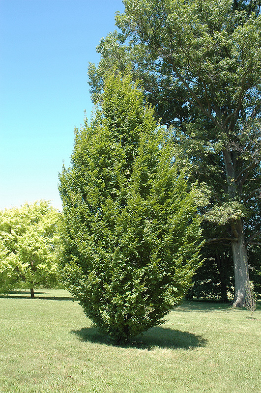 Frans Fontaine Hornbeam (Carpinus betulus 'Frans Fontaine') at Hicks Nurseries